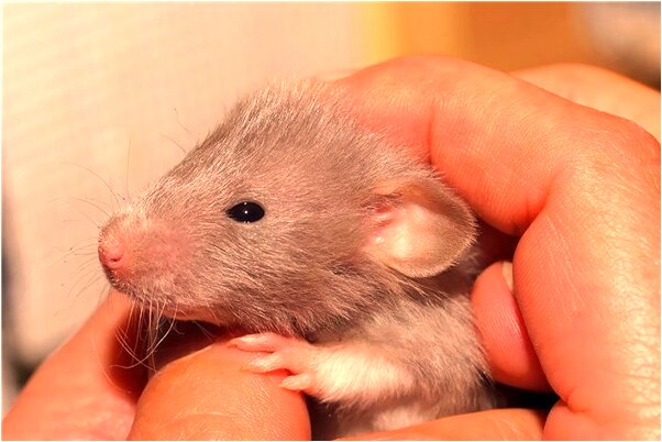 夢到了別人抱小該是什麼意思？_周公解夢官網