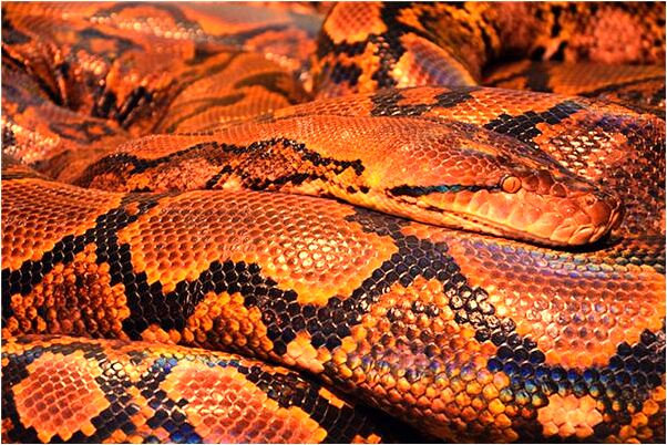 夢到了許多小魚咬人有什麼說法_周公解夢官網