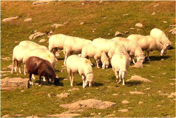 夢見拿改錐扎喪屍的頭顱有什麼意思嗎_周公解夢官網