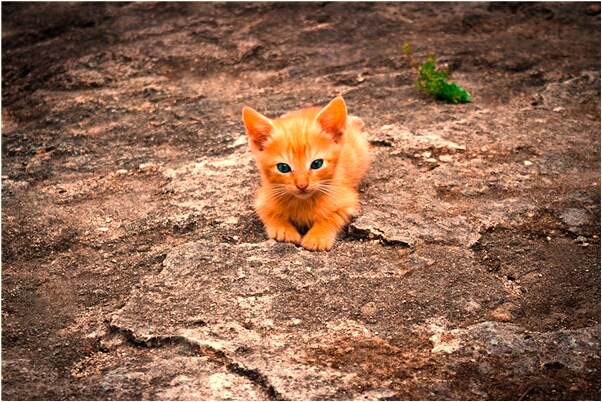 夢見綠色蟲子貼在身上有何寓意_周公解夢官網