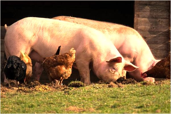 夢到了乞丐手機錘子意味著什麼_周公解夢官網