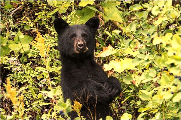 夢見開車撞得頭破血流是啥意思_周公解夢官網