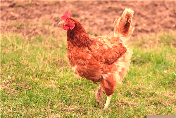 夢到了家裡的門不鎖是不是好的徵兆呢_周公解夢官網