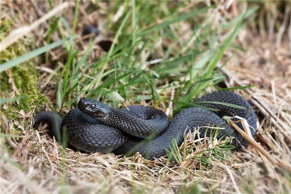 夢到黑蛇意味著什麼_周公解夢