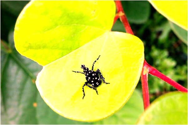 夢到了肚子裡有棉線露出來是咋回事_周公解夢官網