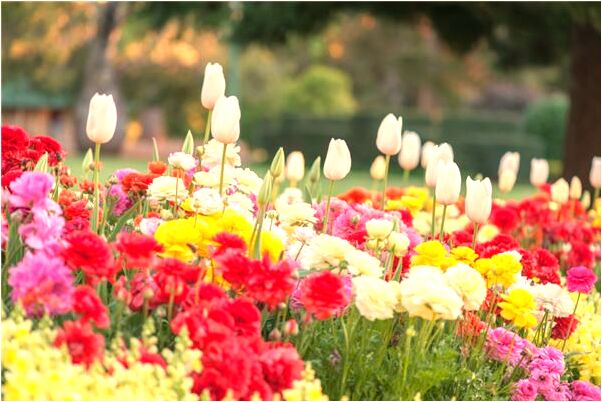 夢見撿到豎栗子是什麼徵兆_周公解夢官網