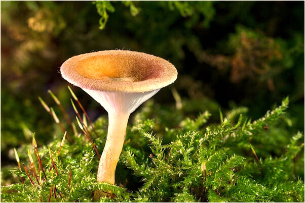 夢到了豬尾巴長頭髮是凶兆還是吉兆_周公解夢官網