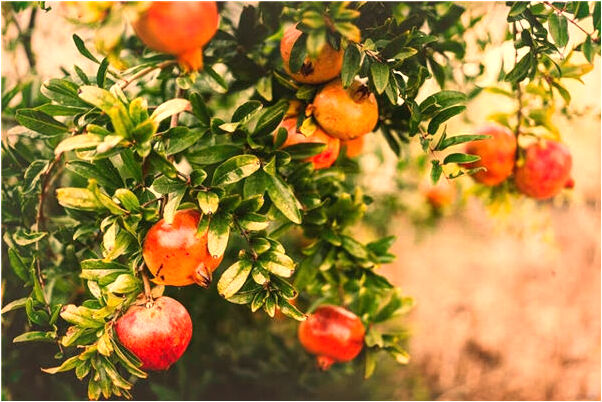 夢到別人送肉自己有什麼徵兆_周公解夢官網