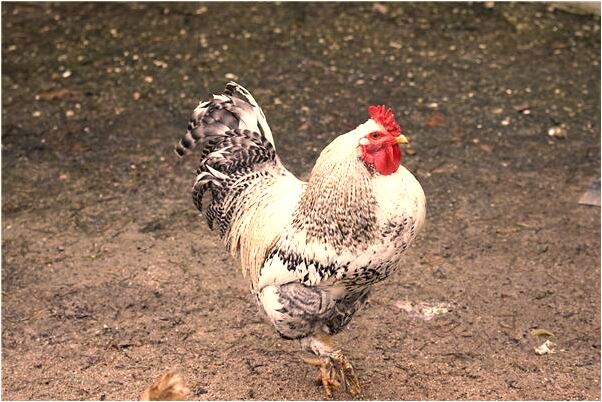 夢到了自家墳頭流血是凶兆還是吉兆_周公解夢官網