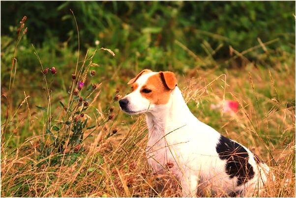夢到了結伴去旅行會是什麼預兆_周公解夢官網