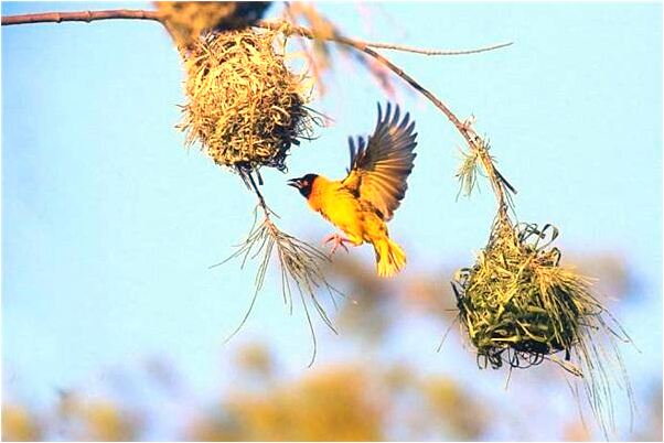 夢見與最愛女孩做愛流血什麼預兆_周公解夢官網