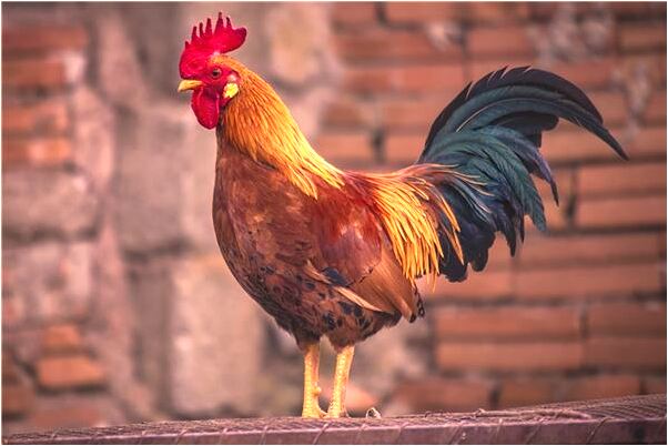 夢見拔腳傷的刺有什麼徵兆_周公解夢官網