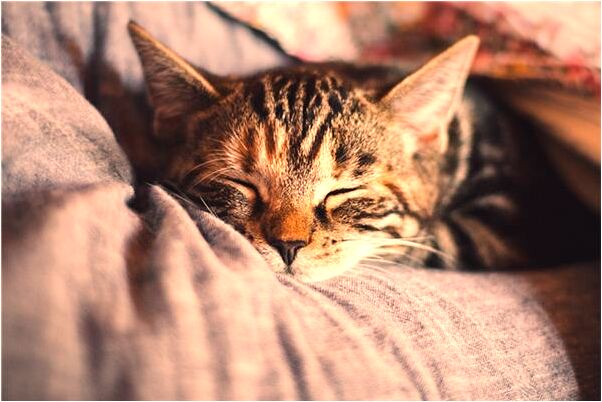 夢到了很多手套有什麼含義_周公解夢官網