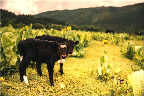 夢到了死去的閨密意味什麼_周公解夢官網