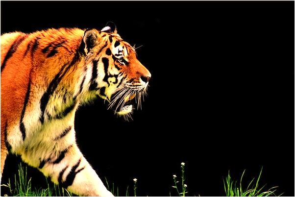 夢到老公不肯回家預示了什麼_周公解夢官網