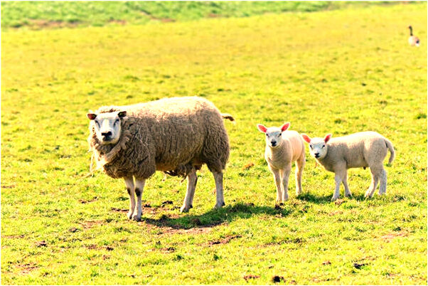 夢見兒子在轉盤上玩我給照相有什麼寓意嗎？_周公解夢官網