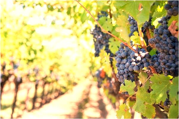 夢到豆奶牛奶預示著什麼_周公解夢官網