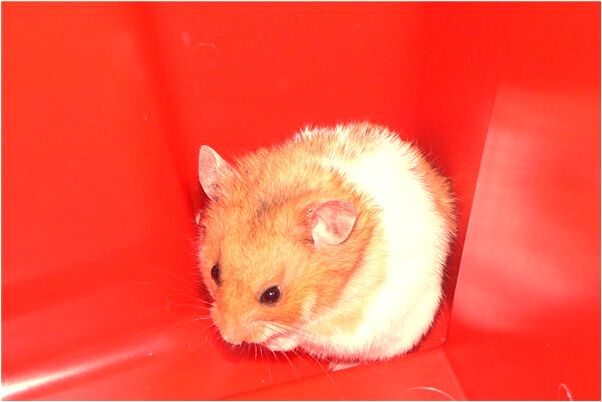 夢見變成金色的鳥是什麼預兆_周公解夢官網