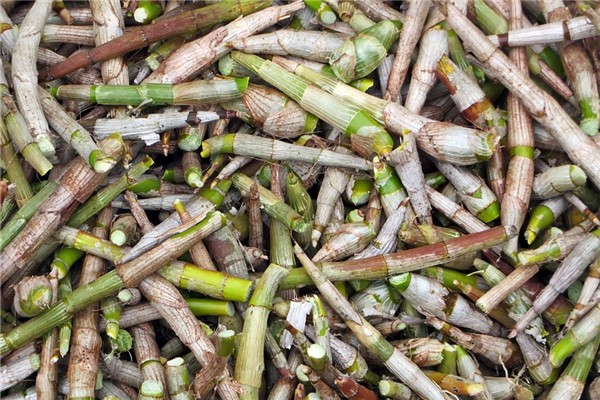 夢見好多竹筍什麼寓意_周公解夢