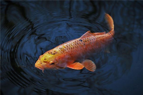 夢見殺好的魚是什麼意思_周公解夢