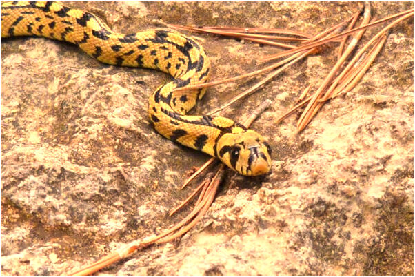 夢到了臉上長痘又紅又腫有什麼意義嗎_周公解夢官網