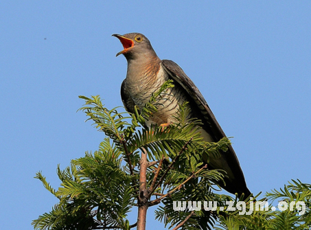 夢見聽到杜鵑歌唱