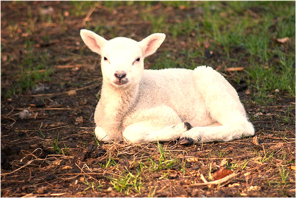 夢到了剛從地下鑽出來的知了有什麼預兆_周公解夢官網