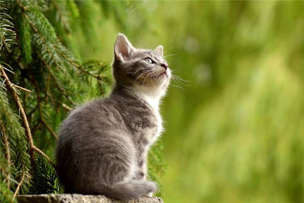 夢見貓是狐仙還是黃仙_周公解夢