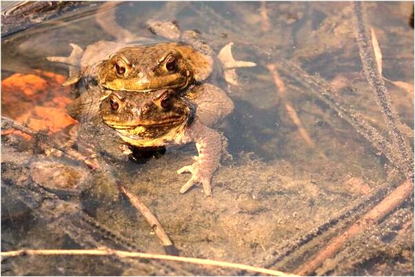 夢到奶奶身體好了會是什麼預兆_周公解夢官網