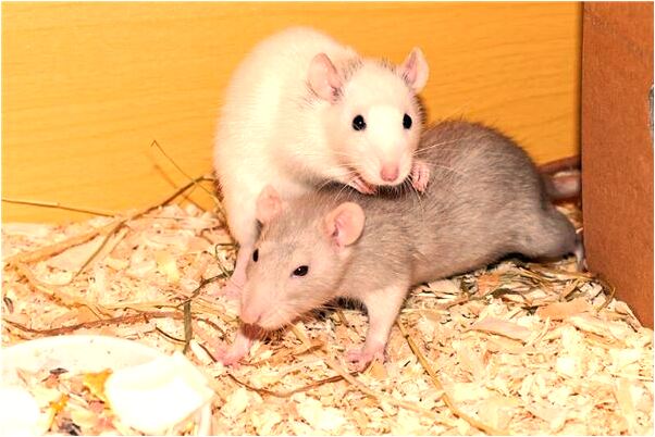 夢到女朋友跟別人睡覺是凶兆還是吉兆_周公解夢官網