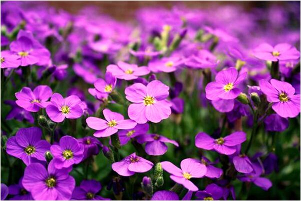 夢到愛人跟我回家有什麼徵兆_周公解夢官網