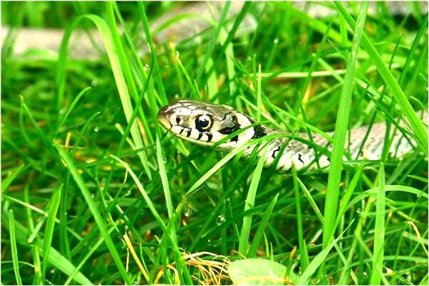 夢到了開車壓到個人好不好_周公解夢官網