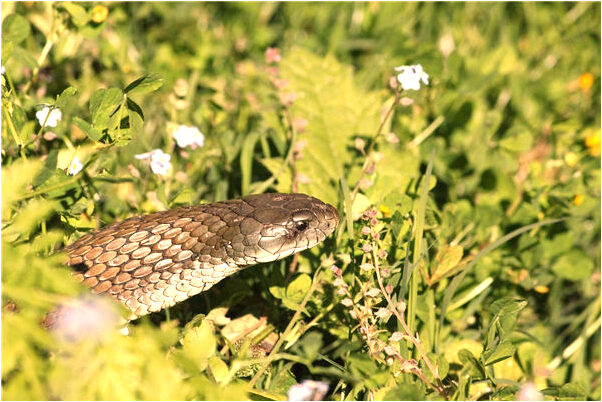 夢到了抓到賊會是什麼預兆_周公解夢官網