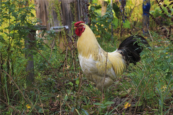 2021年屬相雞歲數_十二生肖