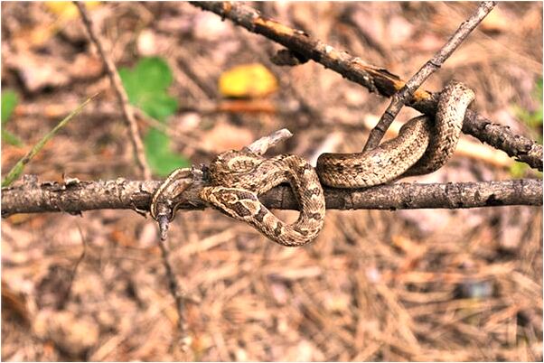 夢見我的貴人升官是凶兆還是吉兆_周公解夢官網