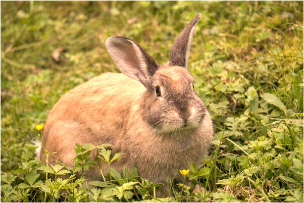 夢見泉中清水魚好不好_周公解夢官網