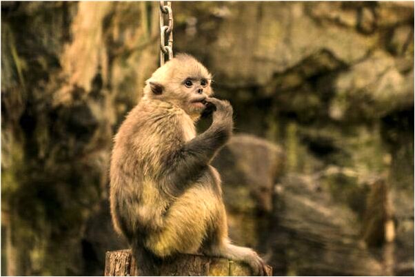 夢到自己洗腳勸架是怎么回事_周公解夢官網