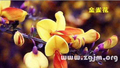 屬於十二星座的春天的花_十二星座