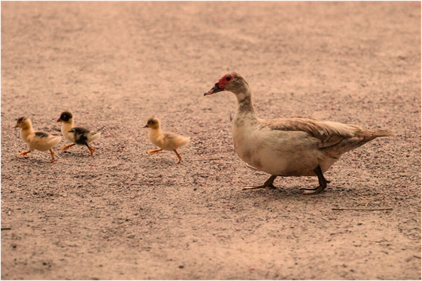 夢到了自己用刀將自己割出血有什麼含義_周公解夢官網