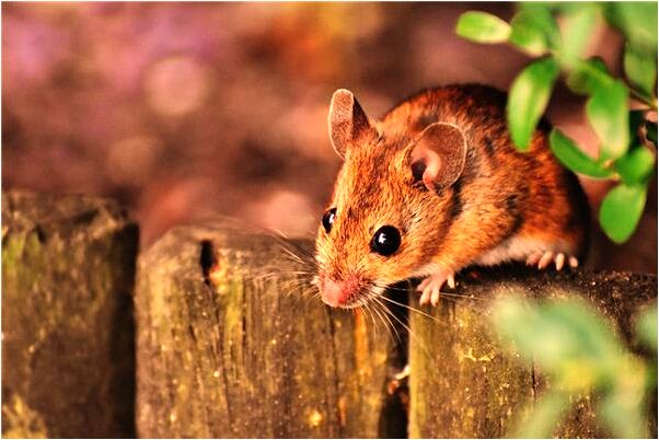 夢見粉紅色的蛇是什麼意思_周公解夢官網