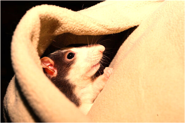 夢見被人追時掃描二維碼預示什麼_周公解夢官網