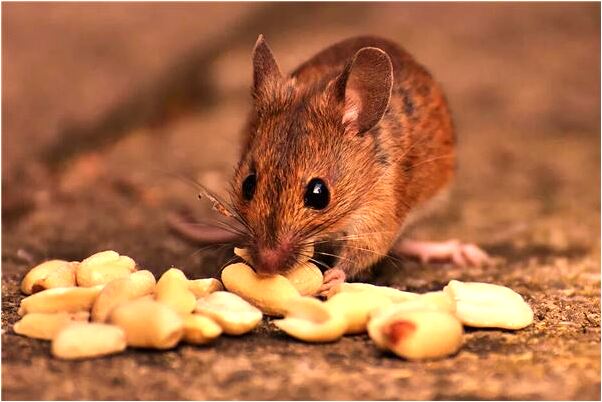 夢到了小偷光顧家裡晚上是好是壞_周公解夢官網