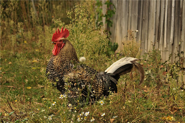 屬雞的男人性格和桃花_十二生肖