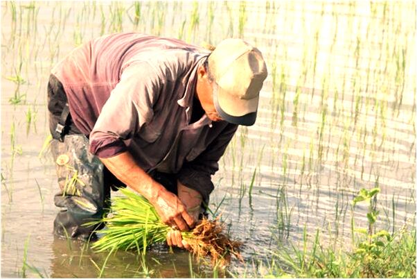 夢見和蟒蛇成為朋友是咋回事_周公解夢官網