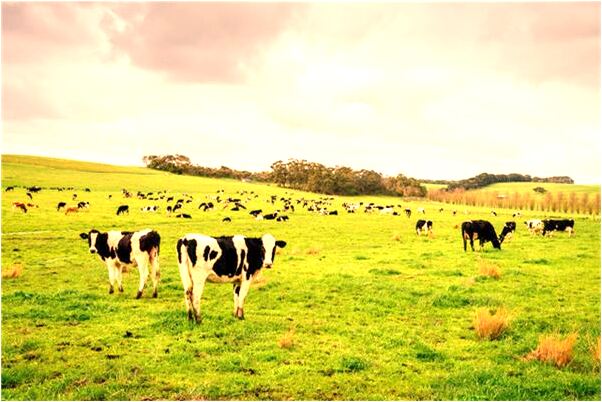 夢到大宅院看到蛇會是什麼預兆_周公解夢官網