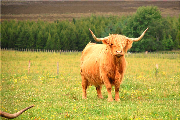 夢見無事做預兆了什麼嗎_周公解夢官網