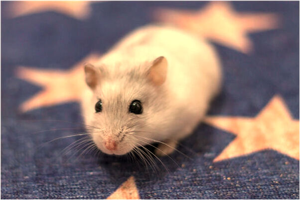 夢見在地里撿到帶綠皮核桃是好的徵兆嗎_周公解夢官網