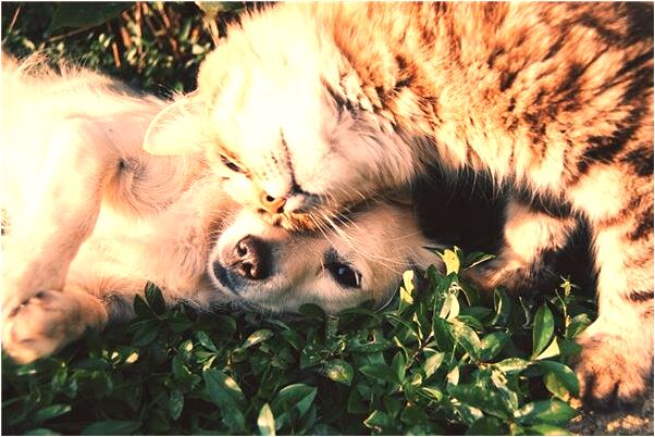 夢到了夢到自己喜歡的人啥意思_周公解夢官網