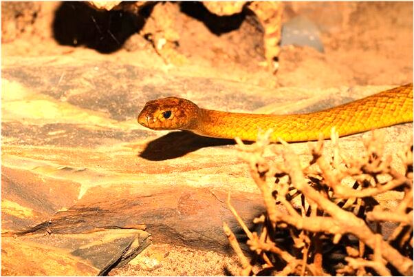 夢到了自己被追殺者抓住怎么說_周公解夢官網