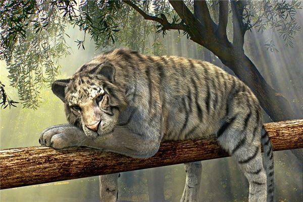 屬虎1962年能活多久_十二生肖